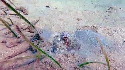 Octopus émerge du sable - Buzz Buddy