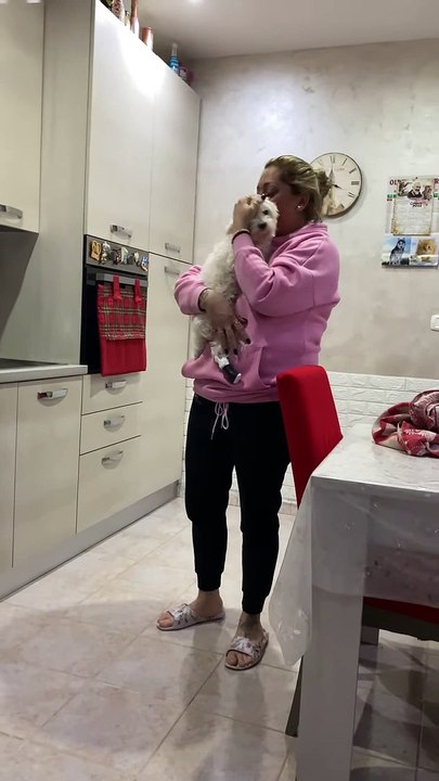 Chien a une promenade amusante avec un footwrap fait maison - Buzz Buddy