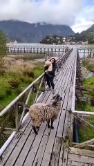 La chèvre ne laissera pas passer la femme - Buzz Buddy