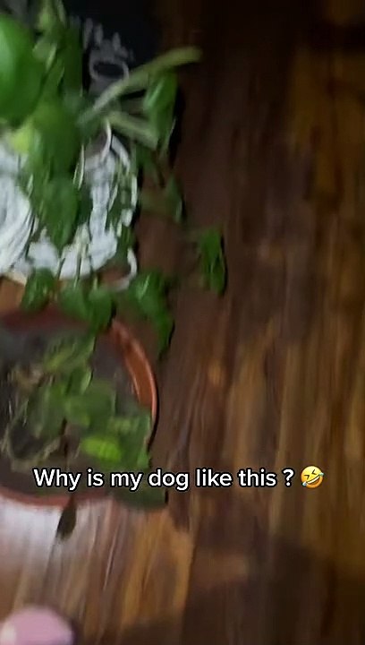 Greedy Pup ne peut pas garder les pattes hors des restes - Buzz Buddy