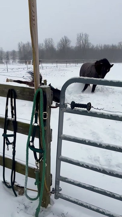 Un cheval reste coincé dans la neige - Buzz Buddy