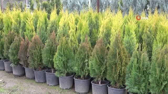 Ziraat Mühendisi Ahmet Tekeş: Fidan ve meyve ağaçları dikimi için en uygun dönem Kasım ve Mart ayları