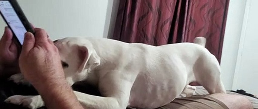 Pixie a besoin de câlins avant de se coucher - Buzz Buddy