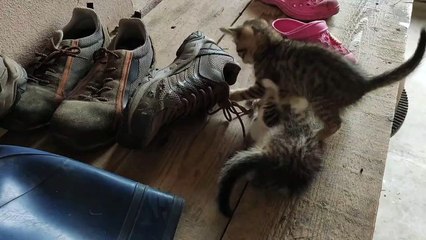 Les chatons jouent dans une pile de chaussures - Buzz Buddy