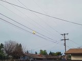 Heureusement, le ballon Mylar glisse à travers les lignes électriques - Buzz Buddy
