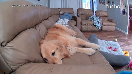 Buxton the Golden reçoit un régal de la caméra Furbo - Buzz Buddy