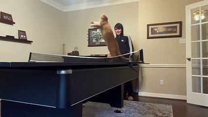 Le chat est un prodige du ping-pong - Buzz Buddy