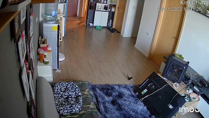 Le chat se fait peur en grimpant à la télé et renverse le PC - Buzz Buddy