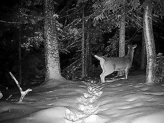 Fox court après le cerf - Buzz Buddy