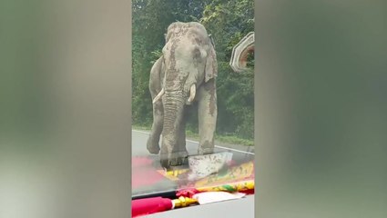 Strolling wild elephant greets drivers as it towers over passing cars in Thailand
