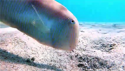 Cute Fish Plays In The Ocean Sand