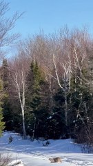 Snowmobilers Meet Lynx Family on Trail