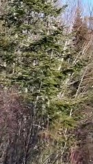 Snowmobilers Meet Lynx Family on Trail