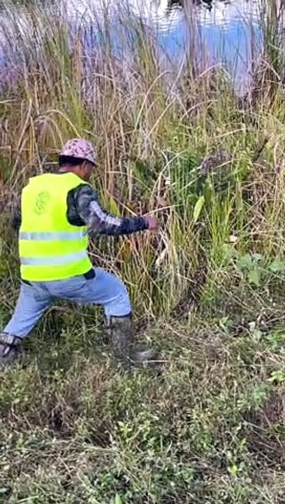 Python Hunting in the Everglades