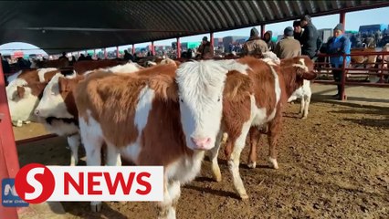 Largest livestock market in Xinjiang opens