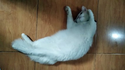 Kucing Berguling-guling