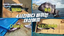 [다음이야기] 도시어부 역대급 대물 등장? 고기가 바글바글♨ 남녀 군도 대물 전쟁!