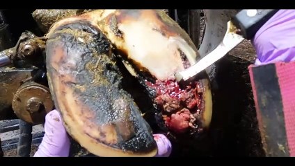 DECAYING BONE in COW'S FOOT .... no wonder she's sore