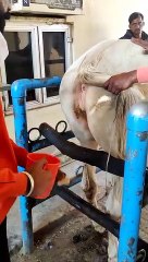 नागौर में अब पैदा होंगे मारवाड़ी घोड़े