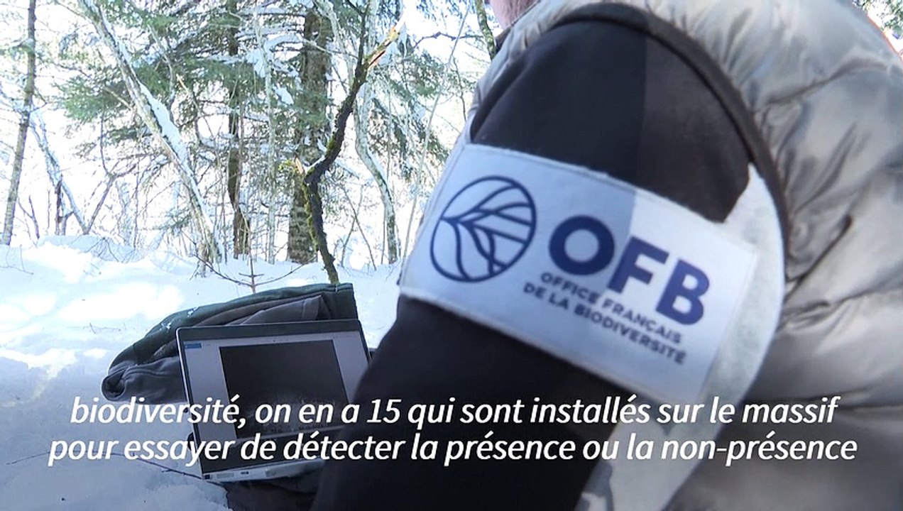 Venu d'Italie par les Alpes, le loup s'installe...