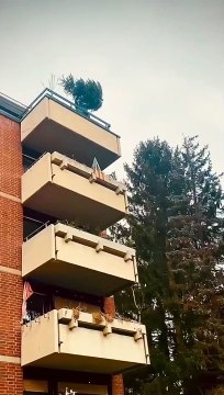 Voilà ce qu'on peut faire avec un sapin de noël après noël