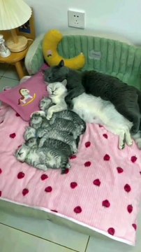 Cute and beautiful cat family | cute and funny animals