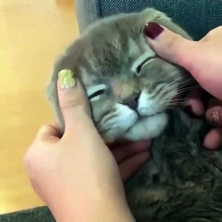 Funny Animals compilation #3