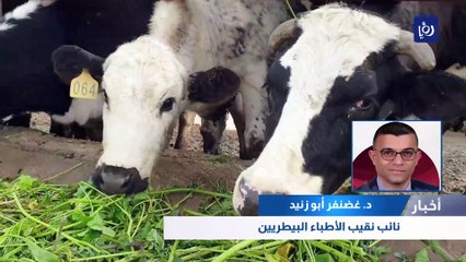 الأطباء البيطريين : حليب و لحوم الأبقار المصابة بالحمى القلاعية لا ينقل العدوى إلى الإنسان