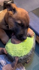 Pooped Puppy Falls Asleep With Toy Avocado