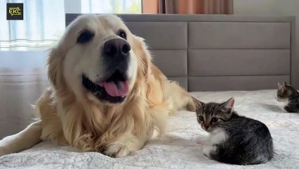 Golden Retriever Meets Funny Kittens