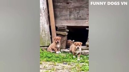 Funniest Animals Video - Funny Dogs And Cats - Try Not To Laugh Animals 2023