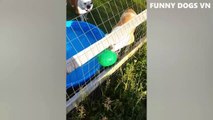 Funniest Animals Video - Funny Dogs And Cats - Try Not To Laugh Animals 2023