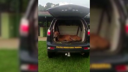 PRF resgata espécie de cervo ameaçada de extinção