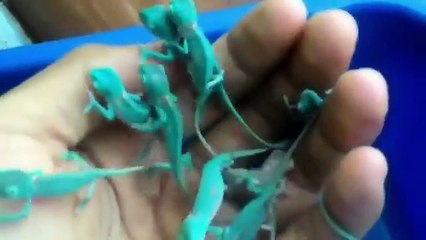 10 Cutest Baby Animals That Will Make You Go Aww