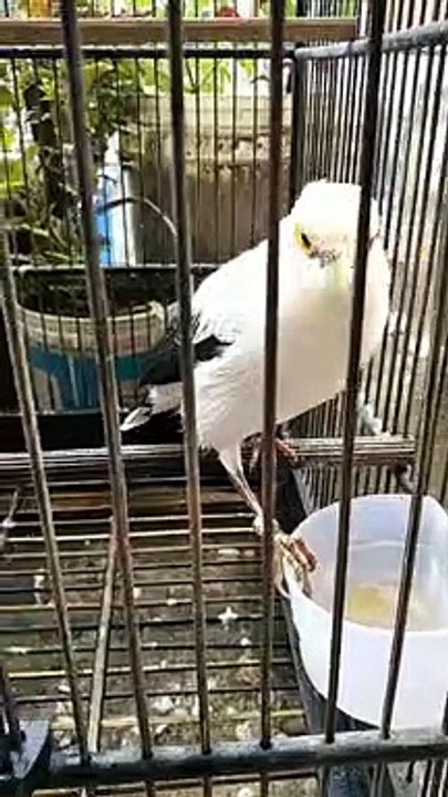 burung_jalak