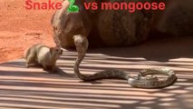 Why Snake  vs Mongoose Fight Is Harder Than You  think