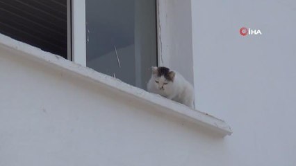 Okulun kedisi okulda mahsur kalıp pencereye çıktı, ekipler alarma geçti