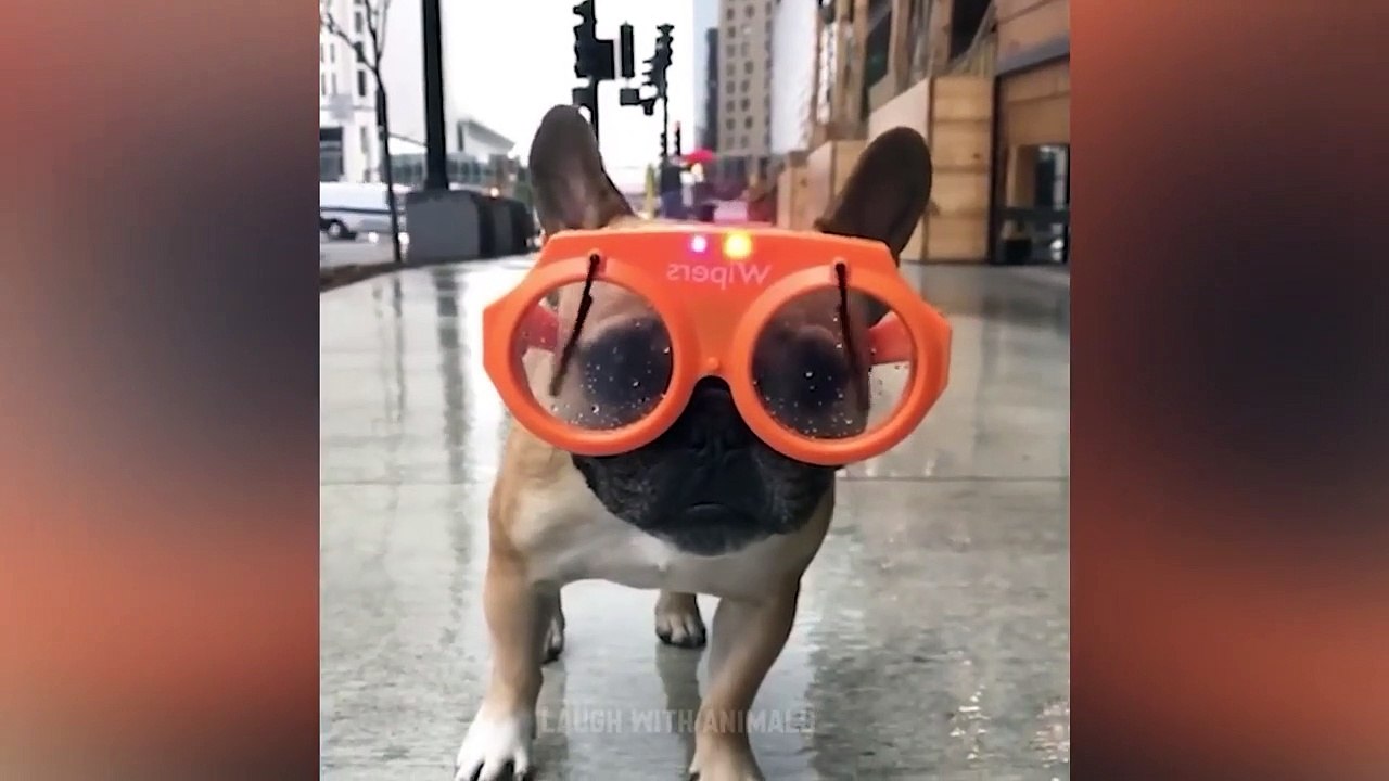 Videos De Risa De Animales 2023 - Perros y Gato...