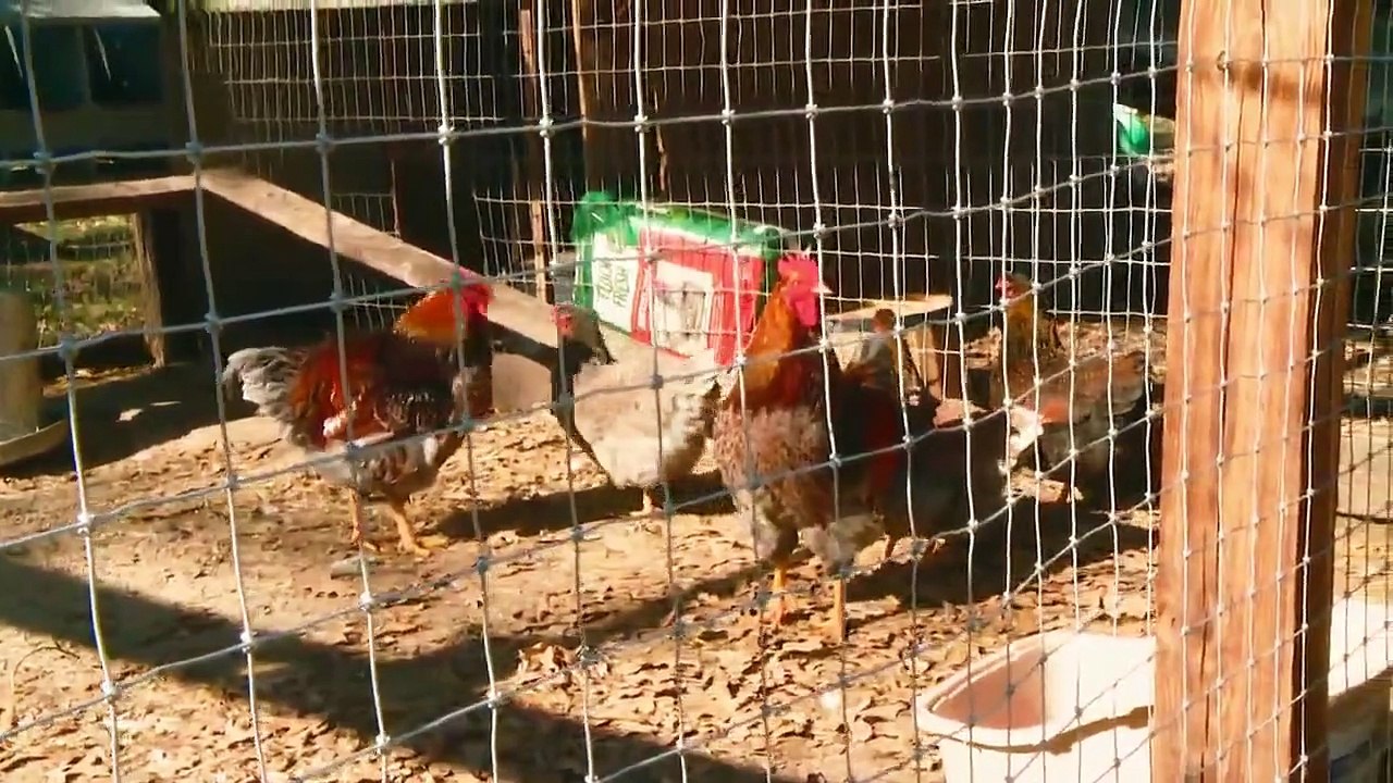 Lone Star Law - Se5 - Ep05 - Owl Gone Bad HD Watch