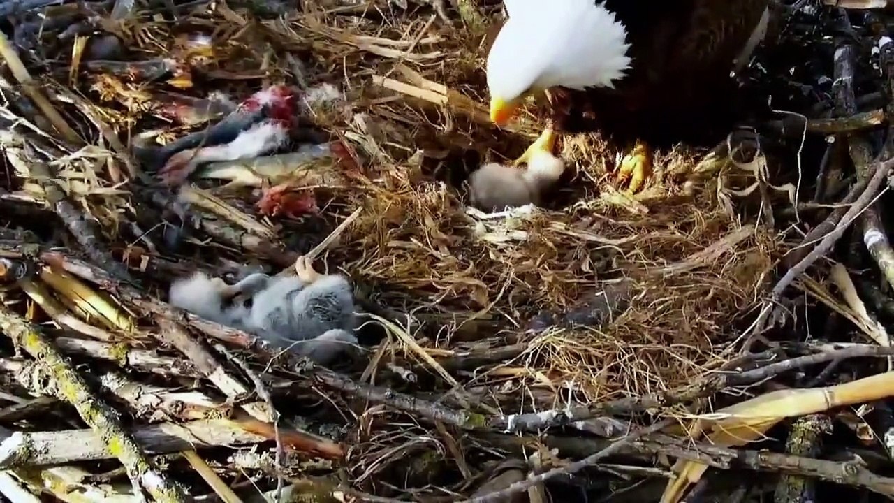 Nova - Se47 - Ep09 - Eagle Power HD Watch