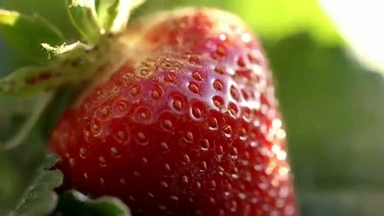 The Mind Of A Chef- Se4 - Ep12 HD Watch