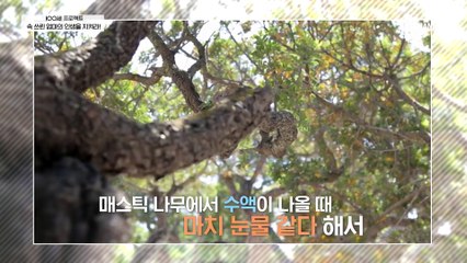 100세 주치의가 준비한 선물 ＠매스틱＠ 위 건강에 어떤 도움을 줄까?