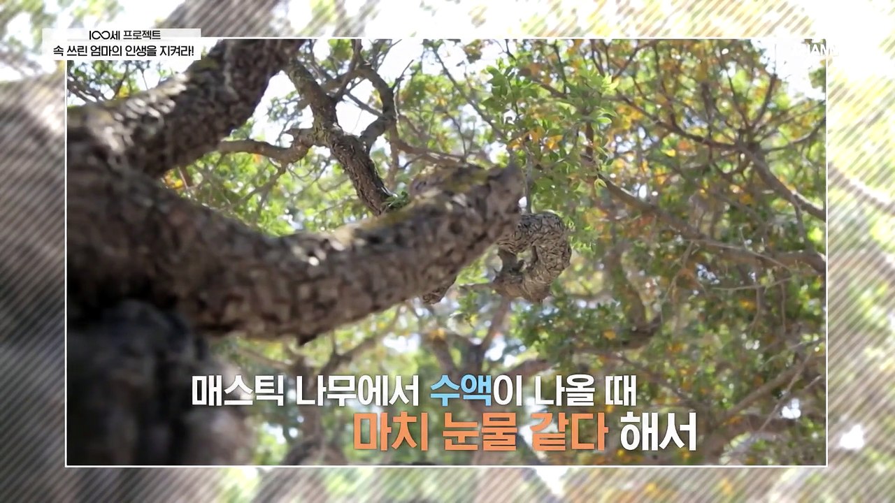 100세 주치의가 준비한 선물 ＠매스틱＠ 위 건강에 어떤 도움을 줄까?