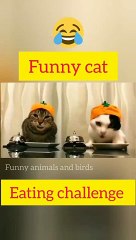two funny cat eating challenge