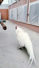 So Sweet and world Beautiful Birds