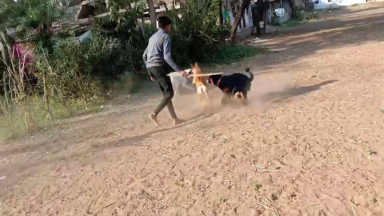 dog fight ( Rottweiler , lebra , German shepherd )