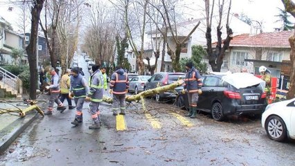 BEŞİKTAŞ'TA ÇINAR AĞACI PARK HALİNDEKİ OTOMOBİLİN ÜZERİNE DEVRİLDİ