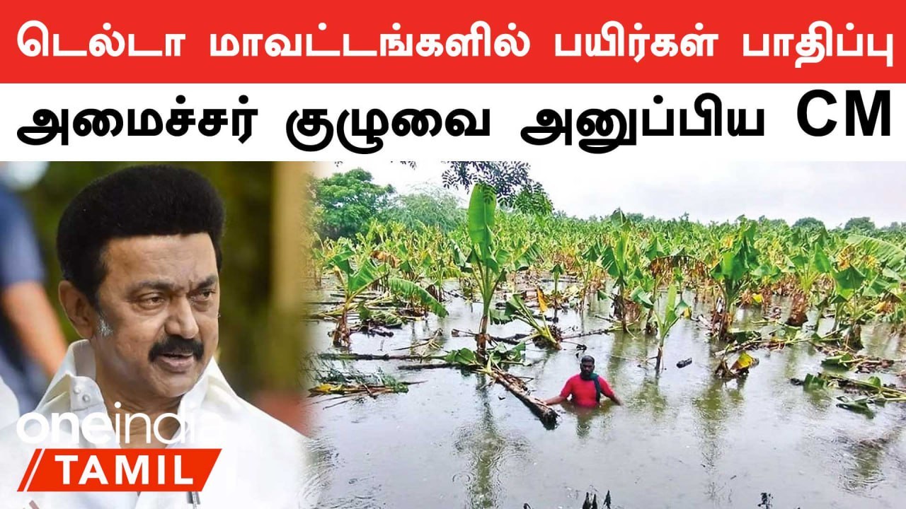 டெல்டாவில் கனமழை காரணமாக பயிர்கள் பாதிப்பு | விரைந்த அமைச்சரவை