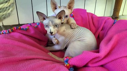 Gatos de Manuel Luís Goucha