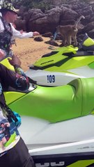 Monkey Steals Tourist's Phone in Thailand